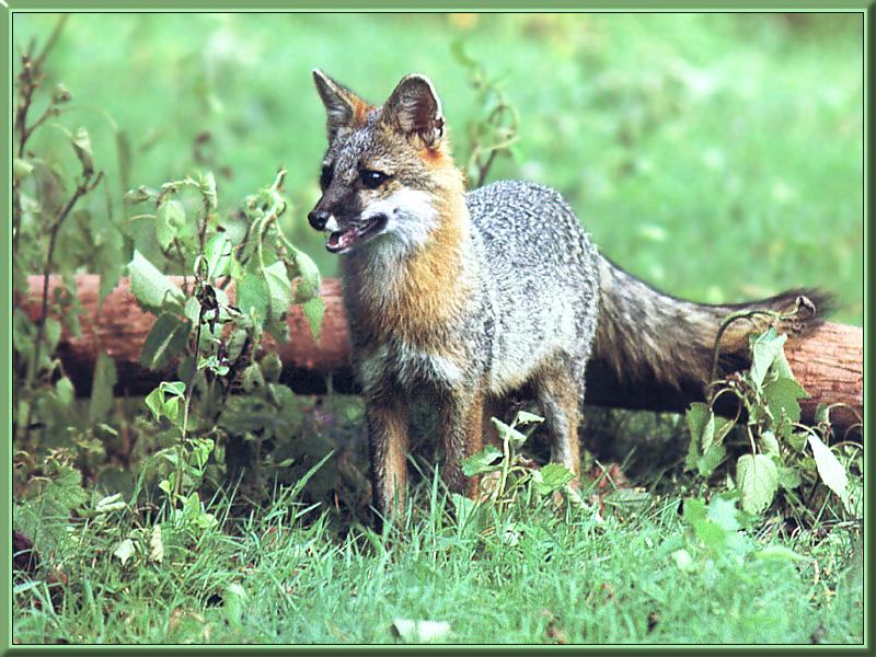 Gray Fox (Urocyon cinereoargenteus) {!--회색여우-->; DISPLAY FULL IMAGE.