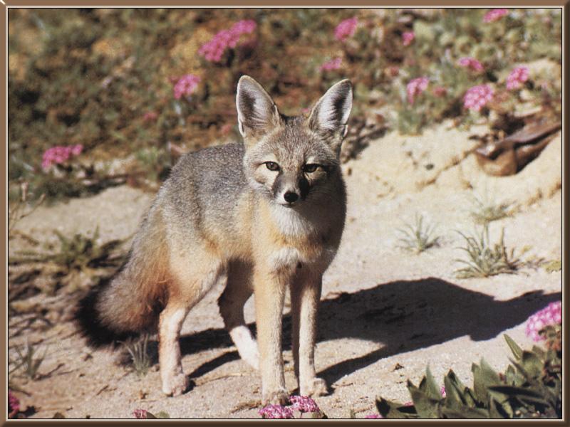 Kit Fox (Vulpes macrotis); DISPLAY FULL IMAGE.