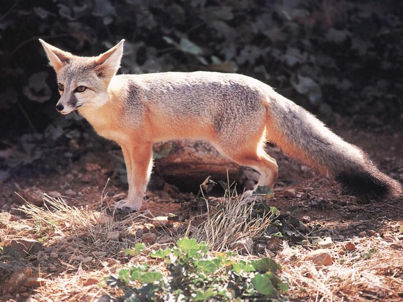 Kit Fox (Vulpes macrotis); DISPLAY FULL IMAGE.