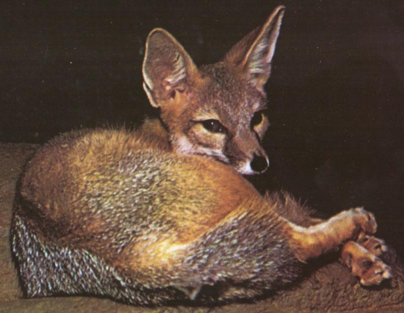 Kit Fox (Vulpes velox){!--벨록스여우-->; DISPLAY FULL IMAGE.