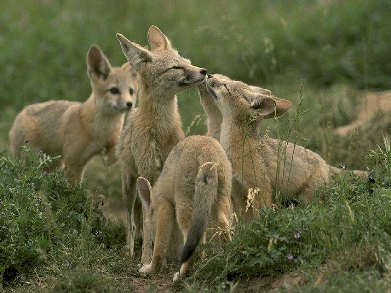 Swift Foxes (Vulpes velox){!--벨록스여우-->; DISPLAY FULL IMAGE.