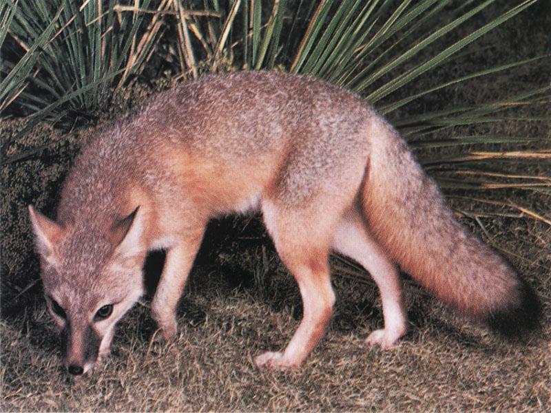 Swift Fox (Vulpes velox){!--벨록스여우-->; DISPLAY FULL IMAGE.
