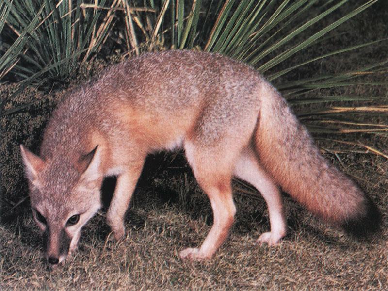 Swift Fox (Vulpes velox){!--벨록스여우-->; DISPLAY FULL IMAGE.