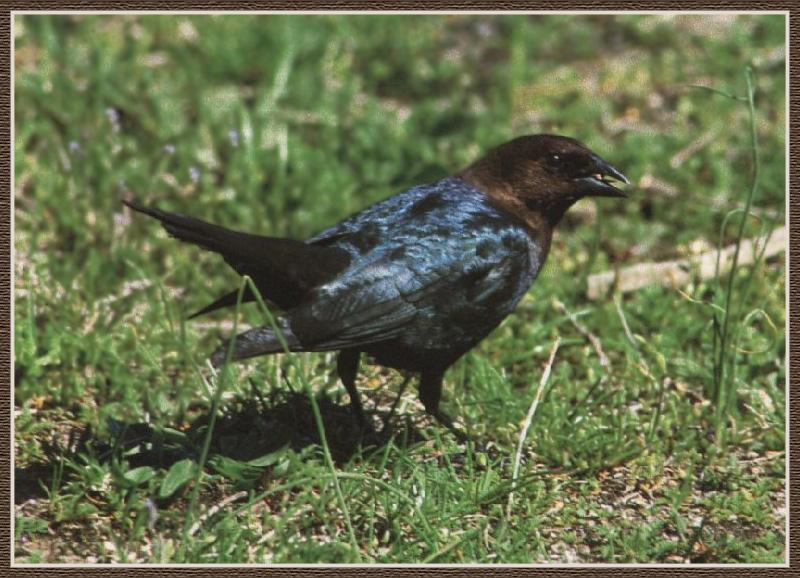 Brown-headed Cowbird (Molothrus ater){!--갈색머리흑조,향우조(香雨鳥),갈색머리탁란찌르레기-->; DISPLAY FULL IMAGE.