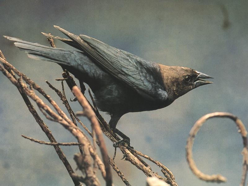 Brown-headed Cowbird (Molothrus ater){!--갈색머리흑조,향우조(香雨鳥),갈색머리탁란찌르레기-->; DISPLAY FULL IMAGE.