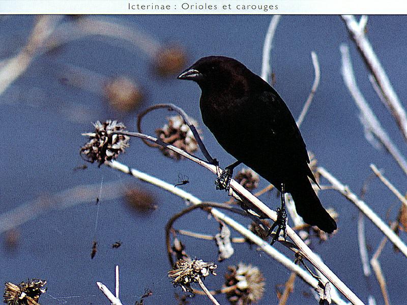 Brown-headed Cowbird (Molothrus ater){!--갈색머리흑조,향우조(香雨鳥),갈색머리탁란찌르레기-->; DISPLAY FULL IMAGE.