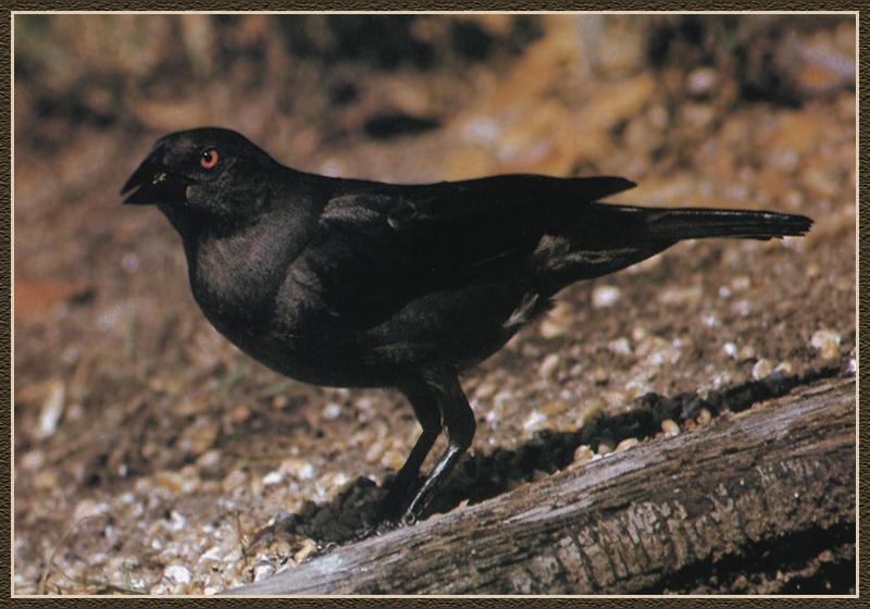 Bronzed Cowbird (Molothrus aeneus){!--청동흑조,청동탁란찌르레기-->; DISPLAY FULL IMAGE.