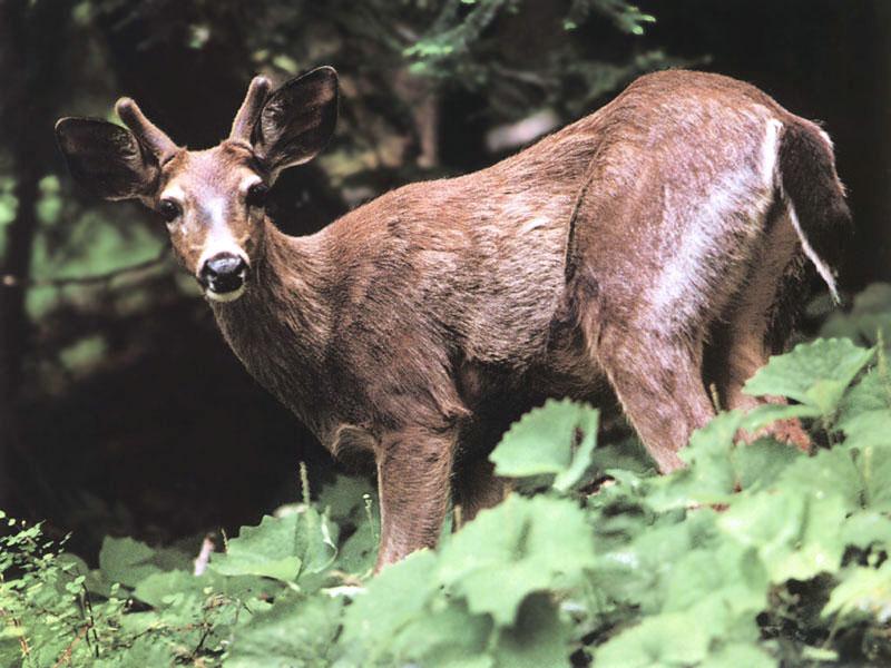 Columbian black-tailed deer (Odocoileus hemionus columbianus); DISPLAY FULL IMAGE.