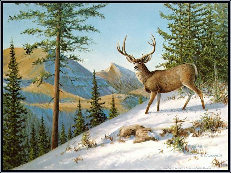 Mule Deer (Odocoileus hemionus) {!--검은꼬리사슴-->; DISPLAY FULL IMAGE.