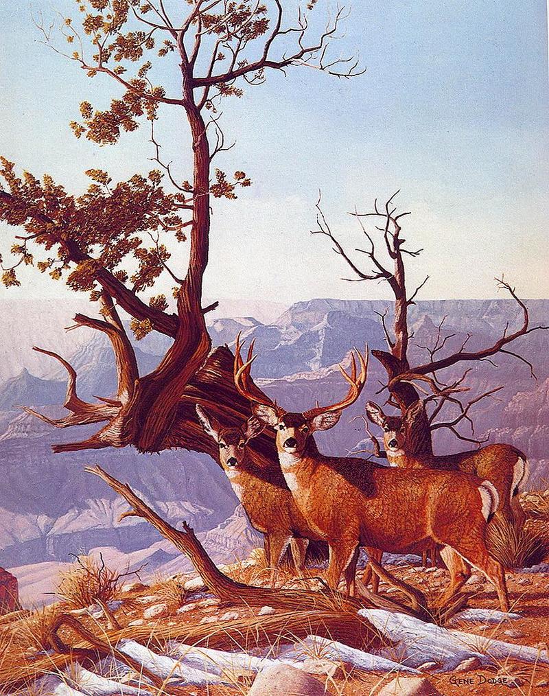 Mule Deer (Odocoileus hemionus) {!--검은꼬리사슴-->; DISPLAY FULL IMAGE.