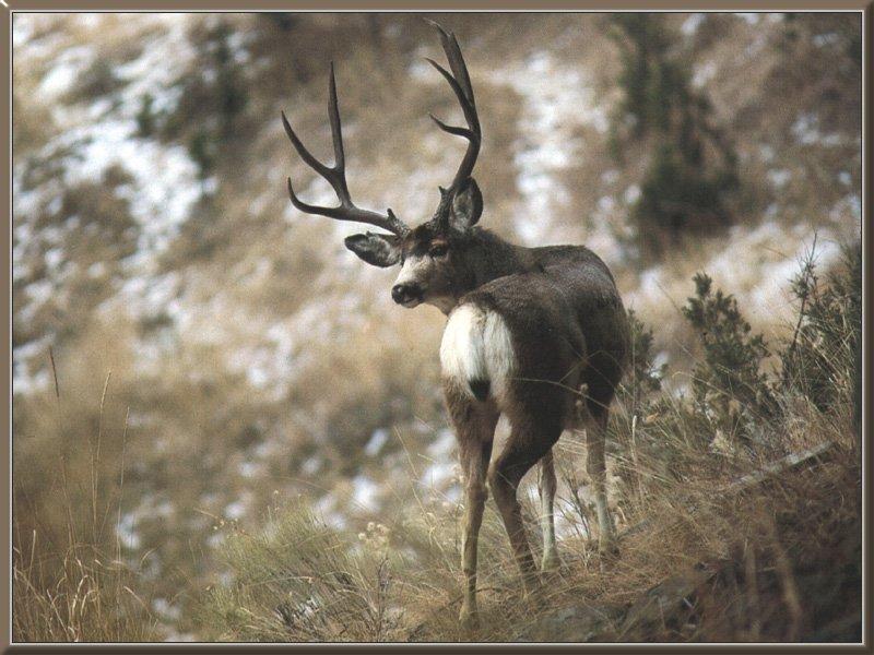 Mule Deer (Odocoileus hemionus) {!--검은꼬리사슴-->; DISPLAY FULL IMAGE.