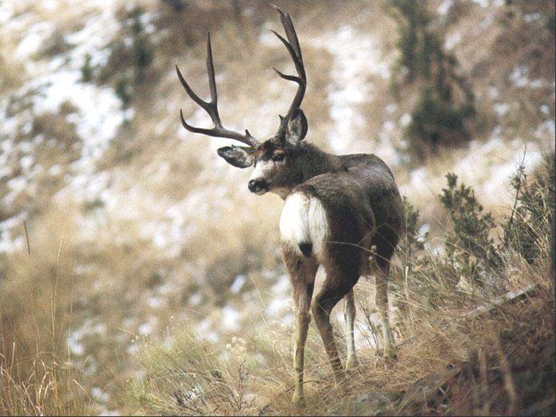 Mule Deer (Odocoileus hemionus) {!--검은꼬리사슴-->; DISPLAY FULL IMAGE.