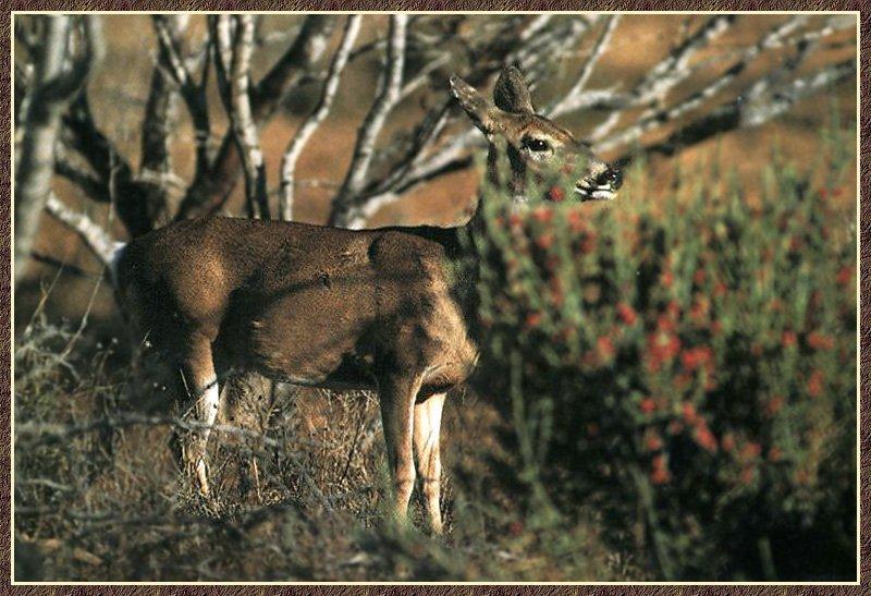 Mule Deer (Odocoileus hemionus) {!--검은꼬리사슴-->; DISPLAY FULL IMAGE.