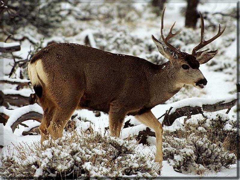 Mule Deer (Odocoileus hemionus) {!--검은꼬리사슴-->; DISPLAY FULL IMAGE.