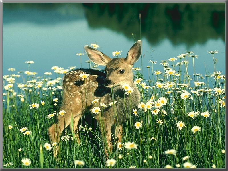 Mule Deer fawn (Odocoileus hemionus) {!--검은꼬리사슴-->; DISPLAY FULL IMAGE.