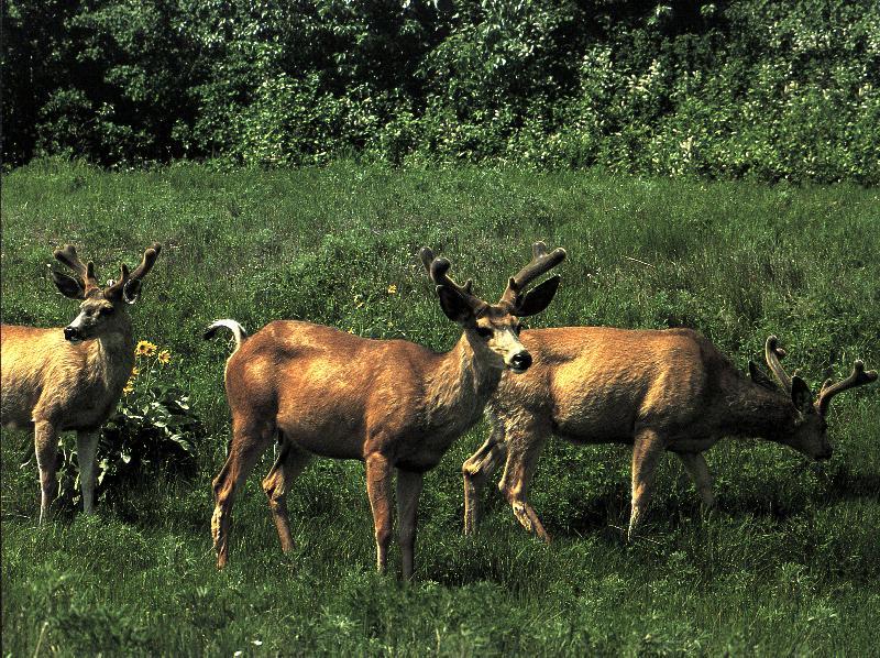 Mule Deer (Odocoileus hemionus) {!--검은꼬리사슴-->; DISPLAY FULL IMAGE.