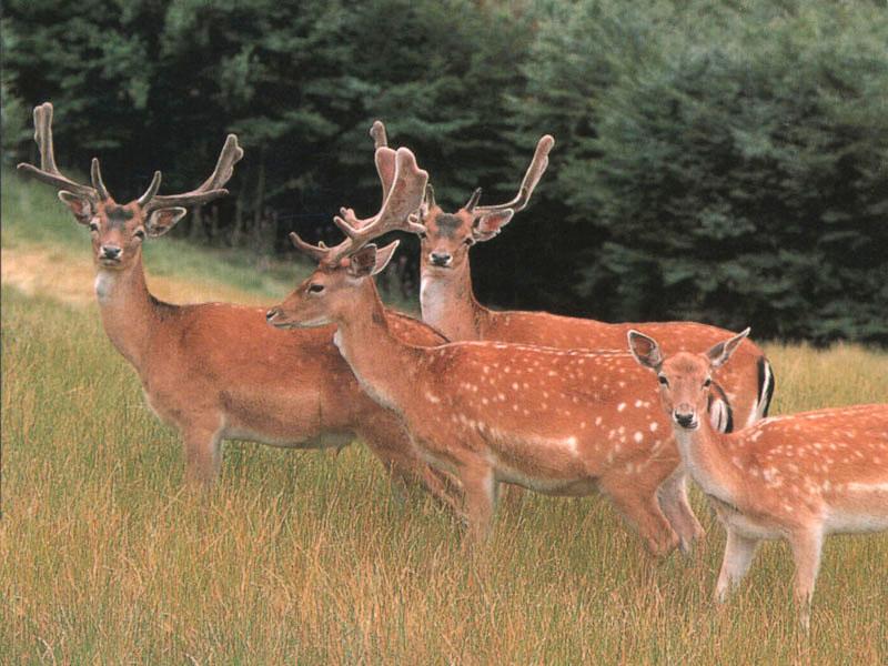 Fallow Deer (Dama dama) {!--다마사슴,담황록-->; DISPLAY FULL IMAGE.