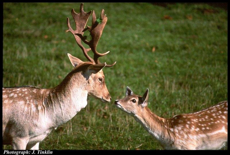 Fallow Deer (Dama dama) {!--다마사슴,담황록-->; DISPLAY FULL IMAGE.