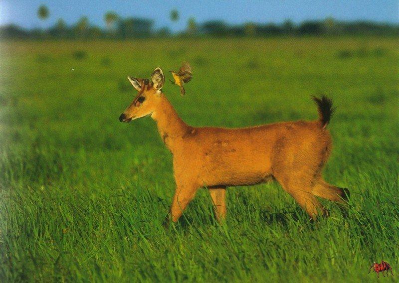 Marsh Deer (Blastocerus dichotomus) {!--아메리카늪사슴-->; DISPLAY FULL IMAGE.