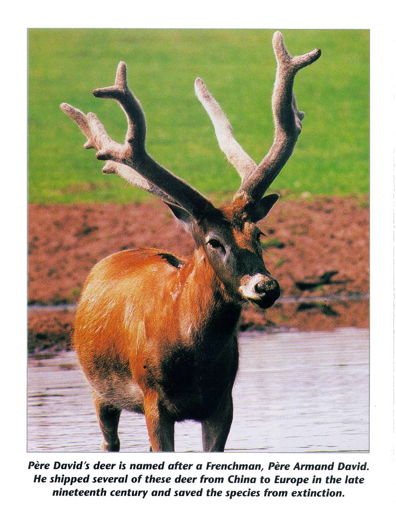 Pere David's Deer (Elaphurus davidianus) {!--사불상(四不像),四不像鹿,???鹿-->; DISPLAY FULL IMAGE.