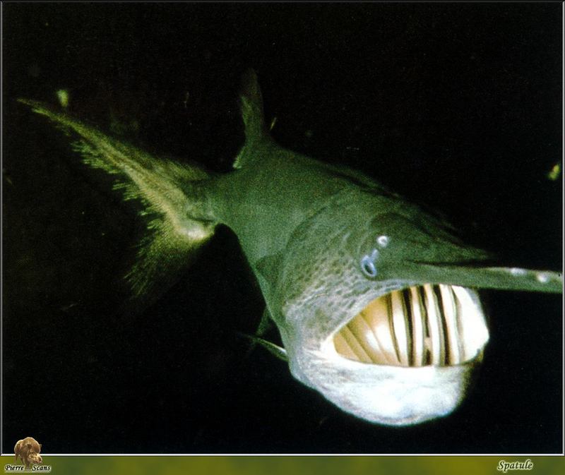 American Paddlefish (Polyodon spathula) {!--미국주걱철갑상어-->; DISPLAY FULL IMAGE.
