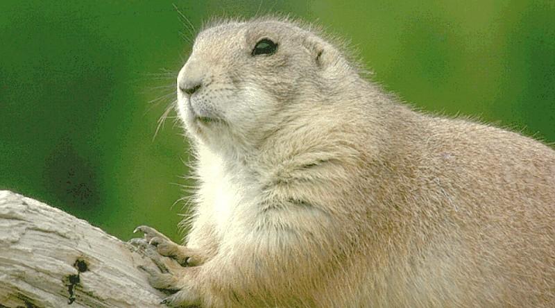 Prairie Dog (Cynomys sp.) {!--개쥐(프레리도그)-->; DISPLAY FULL IMAGE.
