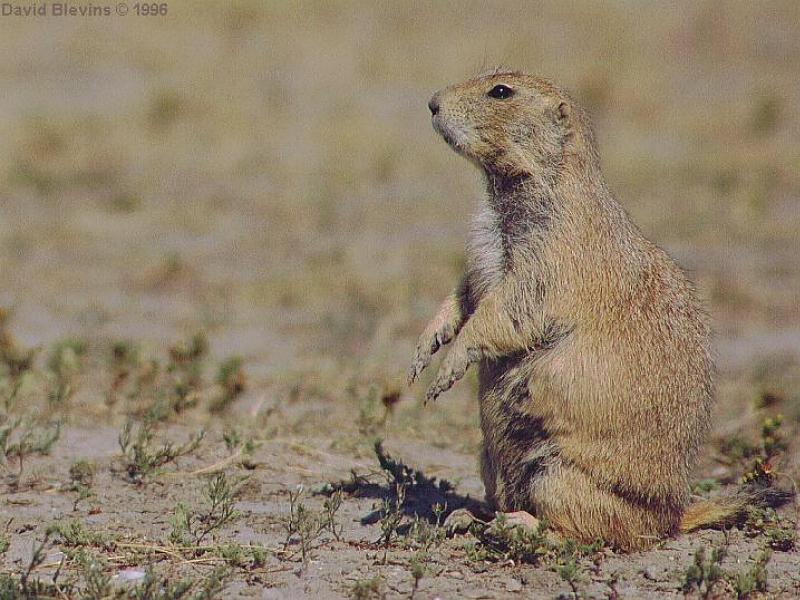 Black-tailed Prairie Dog (Cynomys ludovicianus) {!--검은꼬리개쥐(프레리도그)-->; DISPLAY FULL IMAGE.