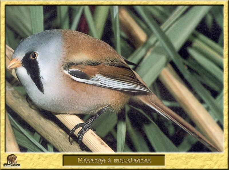 Bearded Parrotbill (Panurus biarmicus) = bearded reedling {!--수염오목눈이-->; DISPLAY FULL IMAGE.