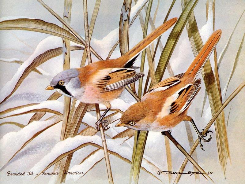 [Animal Art - Basil Ede] Bearded Tit, Bearded Parrotbill (Panurus biarmicus) = bearded reedling {!--수염오목눈이-->; DISPLAY FULL IMAGE.