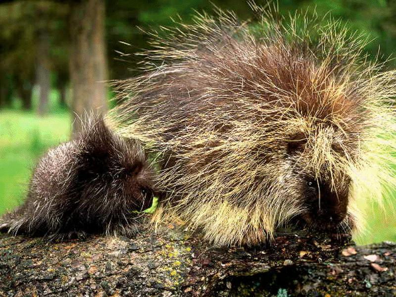 North American Porcupine (Erethizon dorsatum) {!--북아메리카호저,캐나다호저,캐나다산미치광이-->; DISPLAY FULL IMAGE.