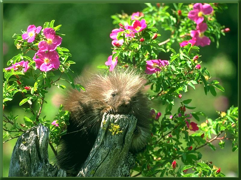 North American Porcupine (Erethizon dorsatum) {!--북아메리카호저,캐나다호저,캐나다산미치광이-->; DISPLAY FULL IMAGE.