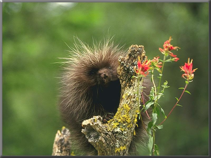 North American Porcupine (Erethizon dorsatum) {!--북아메리카호저,캐나다호저,캐나다산미치광이-->; DISPLAY FULL IMAGE.