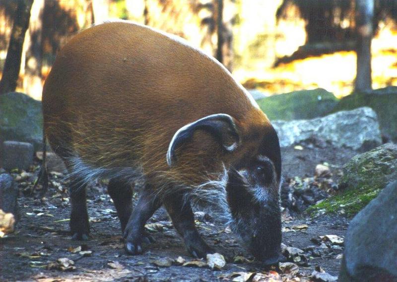 Red River Hog (Potamochoerus porcus) {!--강멧돼지, 물멧돼지, 강돼지-->; DISPLAY FULL IMAGE.