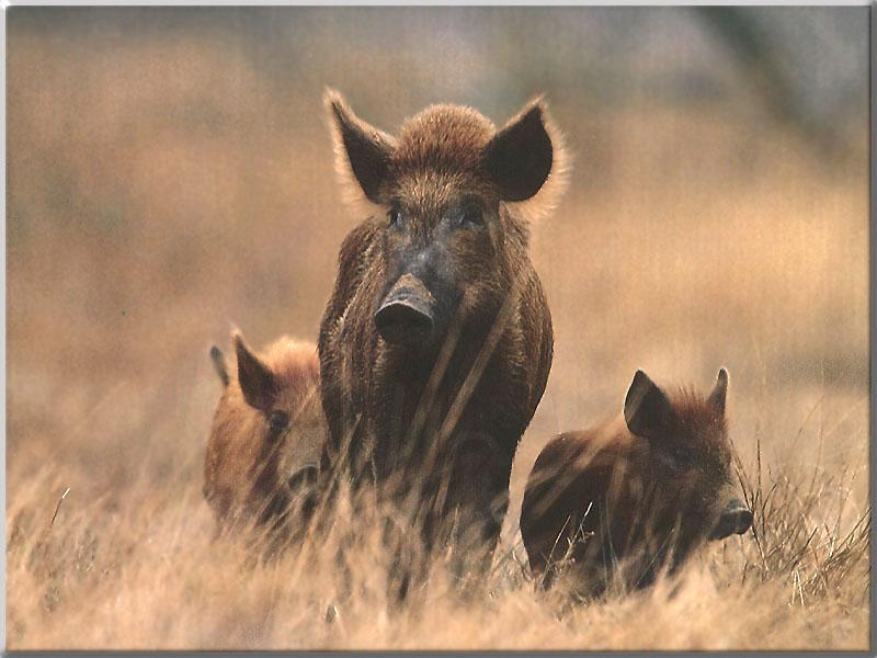 Wild Hogs {!--멧돼지류-->; DISPLAY FULL IMAGE.