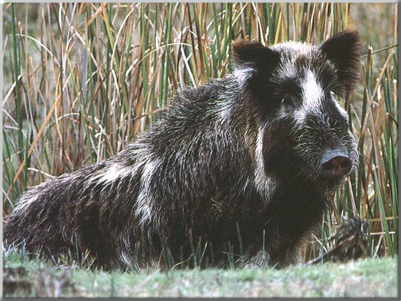 Wild Hogs {!--멧돼지류-->; DISPLAY FULL IMAGE.