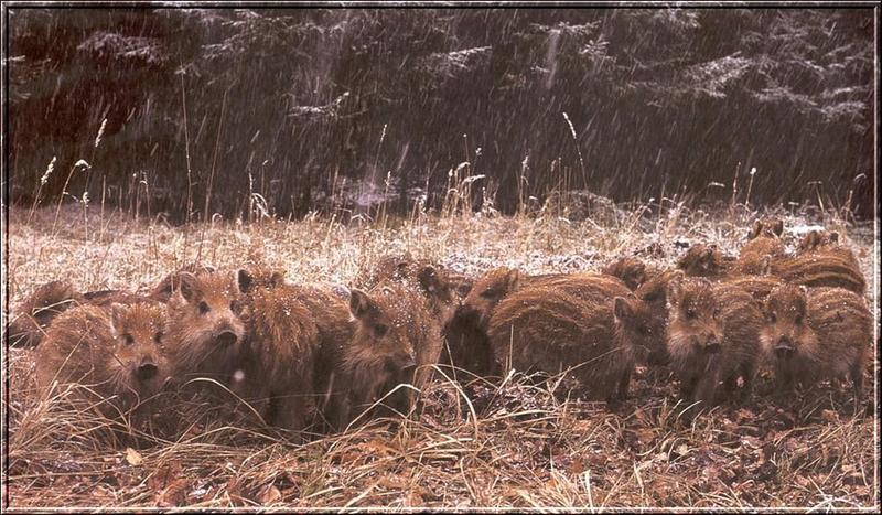 Wild Boar piglets (Sus scrofa) {!--멧돼지-->; DISPLAY FULL IMAGE.