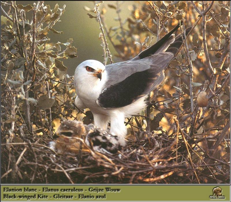 Black-winged Kite (Elanus caeruleus) {!--검은죽지솔개-->; DISPLAY FULL IMAGE.