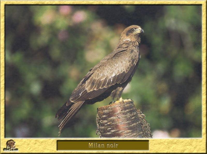 European Black Kite (Milvus migrans migrans) {!--솔개(유럽)-->; DISPLAY FULL IMAGE.