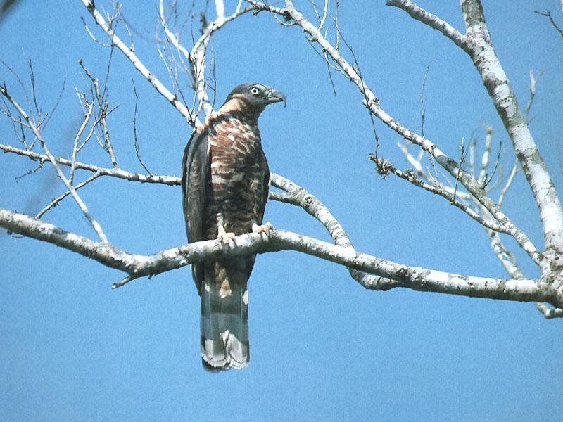 Hook-billed Kite (Chondrohierax uncinatus) {!--갈고리부리솔개-->; DISPLAY FULL IMAGE.