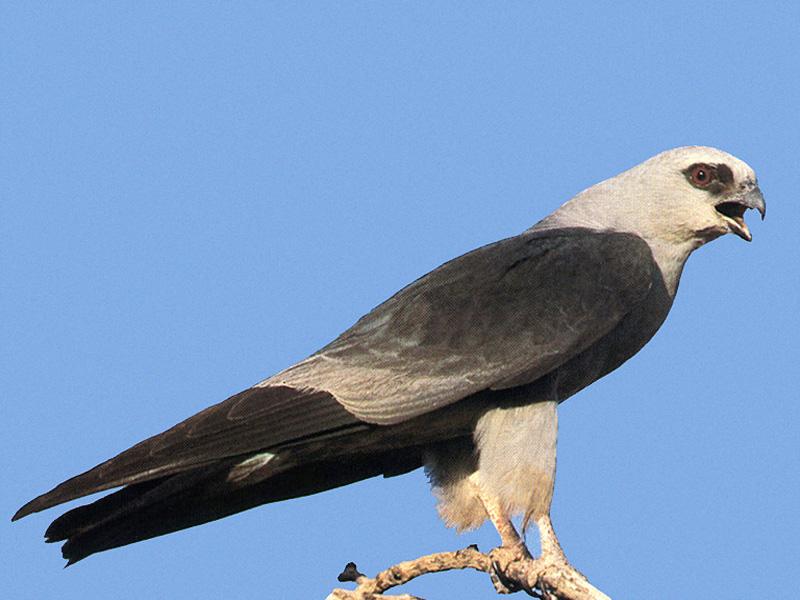 Mississippi Kite (Ictinia mississippiensis) {!--미시시피솔개-->; DISPLAY FULL IMAGE.