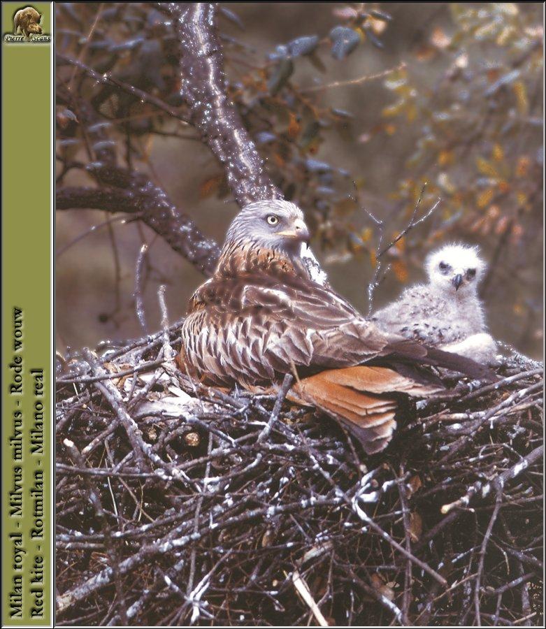 Red Kite (Milvus milvus) {!--유럽붉은솔개-->; DISPLAY FULL IMAGE.
