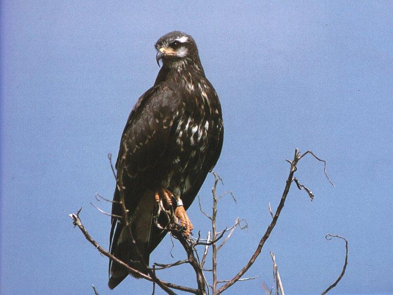 Snail Kite (Rostrhamus sociabilis) {!--달팽이솔개-->; DISPLAY FULL IMAGE.