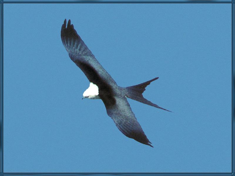 Swallow-tailed Kite (Elanoides forficatus) {!--제비꼬리솔개-->; DISPLAY FULL IMAGE.