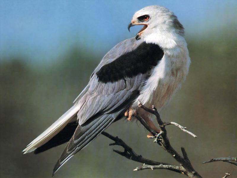 White-tailed Kite (Elanus leucurus) {!--흰꼬리솔개(흰꼬리검은어깨솔개)-->; DISPLAY FULL IMAGE.