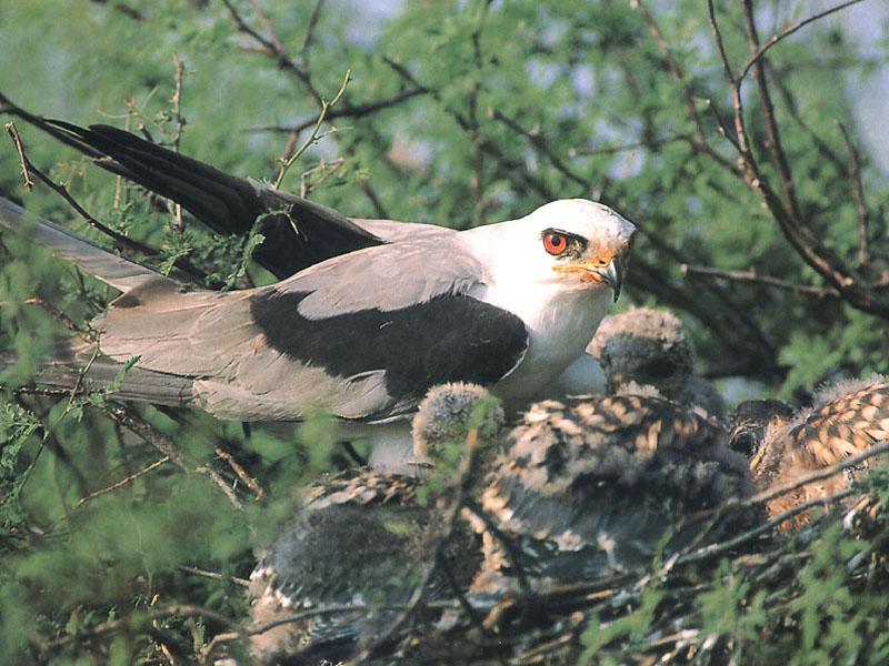 White-tailed Kite (Elanus leucurus) {!--흰꼬리솔개(흰꼬리검은어깨솔개)-->; DISPLAY FULL IMAGE.