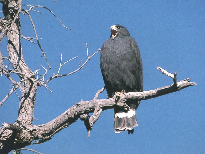 Zone-tailed Hawk (Buteo albonotatus) {!--띠꼬리말똥가리-->; DISPLAY FULL IMAGE.