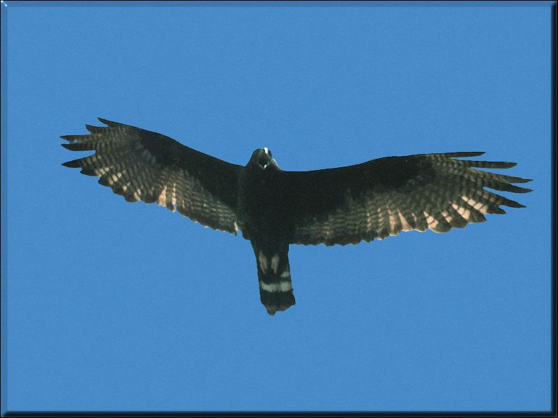 Zone-tailed Hawk (Buteo albonotatus) {!--띠꼬리말똥가리-->; DISPLAY FULL IMAGE.