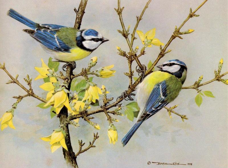 [Animal Art - Basil Ede] Eurasian Blue Tit (Cyanistes caeruleus) {!--푸른박새-->; DISPLAY FULL IMAGE.