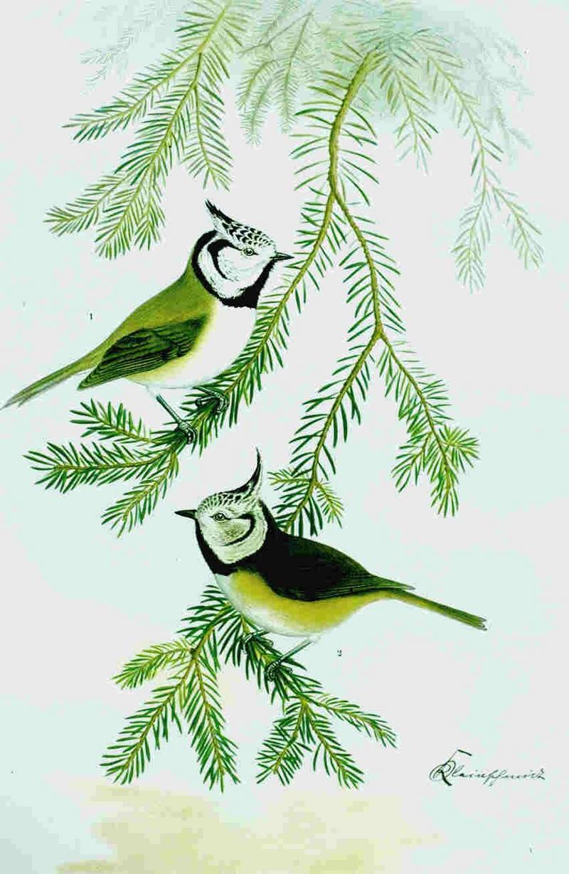 Crested Tit (Parus cristatus) {!--뿔박새-->; DISPLAY FULL IMAGE.