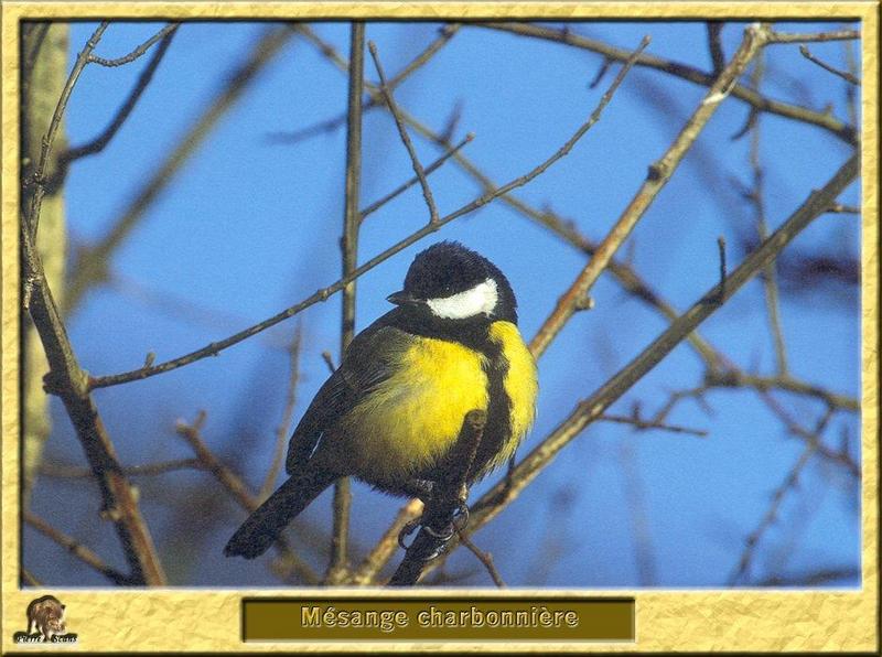 Great Tit (Parus major) {!--박새-->; DISPLAY FULL IMAGE.
